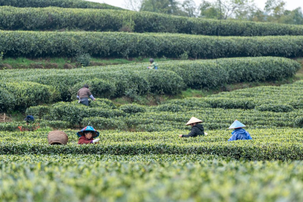 茶葉採摘