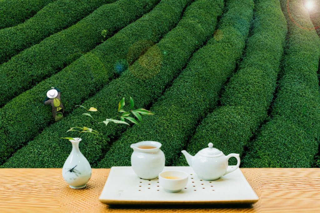 茶葉種類如何區別？茶種起源、成分、製成全解
